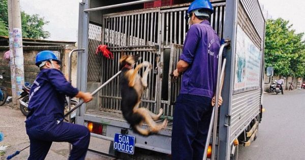 Điểm báo 17/09/2017: Bắt chó thả rông là điều cần thiết!