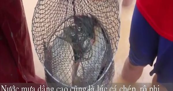 Quảng Bình nhiều người dân quăng chài, thả lưới bắt cá giữa phố sau bão