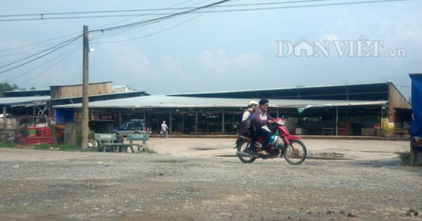 Kinh hoàng vào lò mổ bơm thuốc an thần cho 5.231 con lợn