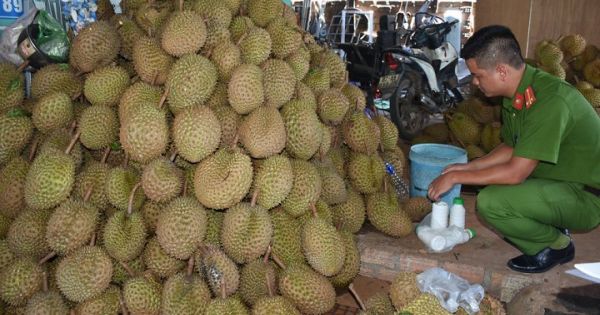Đắk Nông: Xử phạt một cơ sở thu mua sầu riêng ngâm hóa chất
