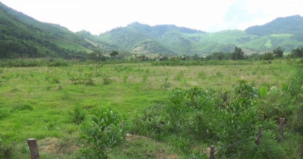 Nghệ An: Dự án bỏ hoang, người dân lấn chiếm đất trồng rừng