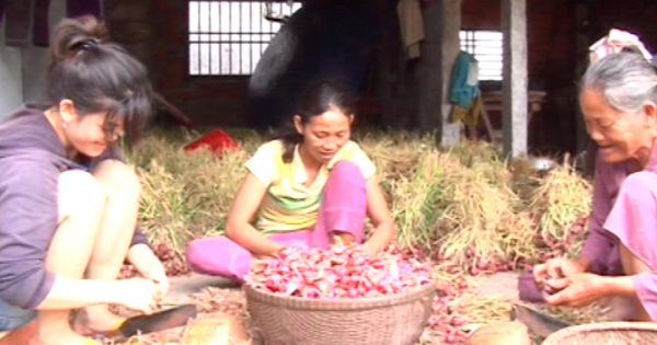 Lý Sơn - Quảng Ngãi: Giá hành tím tăng cao kỷ lục