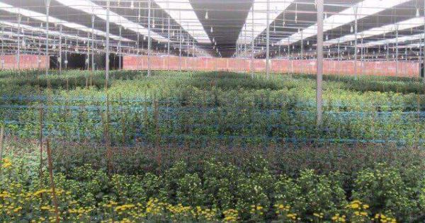 Tập đoàn PAN với khát vọng vươn tầm quốc tế