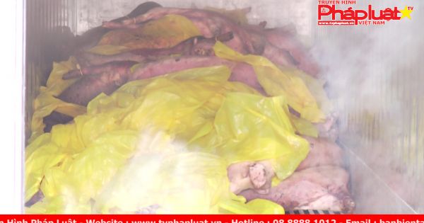 Cận cảnh quy trình tiêu hủy 3750 con heo bị tiêm thuốc an thần tại TP HCM