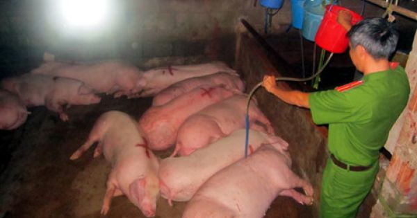 TPHCM: Phát hiện 70 con heo tiêm thuốc an thần tuồn về lò mổ