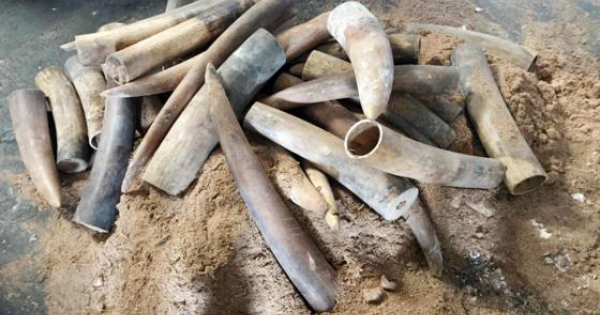 Bạc Liêu: Bắt giữ gần 1,5 tấn ngà voi đang trên đường vận chuyển tiêu thụ