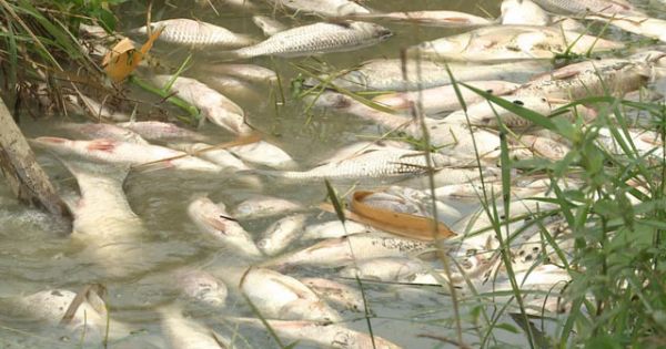 Cá chết trắng bờ đập Hố Chuối, chưa rõ nguyên nhân