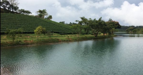 Khám phá đồi chè Bảo Lộc hút hồn du khách trên cao nguyên Di Linh