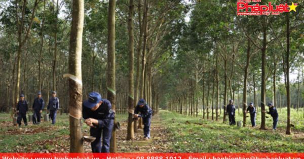 Hơn 8.300 tỉ đồng sai phạm tại Tập đoàn công nghiệp cao su VN “trôi” về đâu?