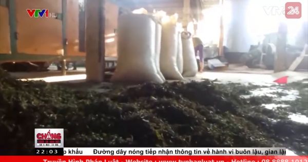 Thâm nhập cơ sở sản xuất chè tẩm hóa chất, trộn phẩm màu