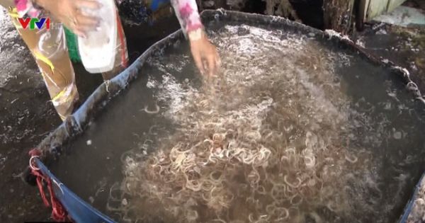 Công khai tẩy trắng bắp chuối bằng hoá chất công nghiệp