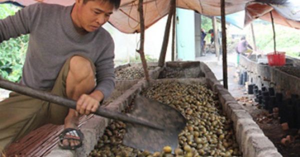 Điểm báo 08/11/2017: Kéo nhau đi thu mua cau non bán cho thương lái Trung Quốc