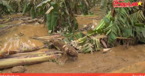 Quảng Ngãi: Tiêu điều làng chuối ngự sau lũ