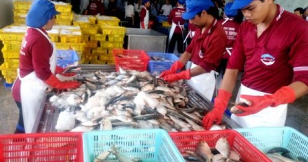 Điểm báo 14/11/2017: Thực phẩm tươi ngon xuất khẩu, loại kém chất lượng...dân ta ăn