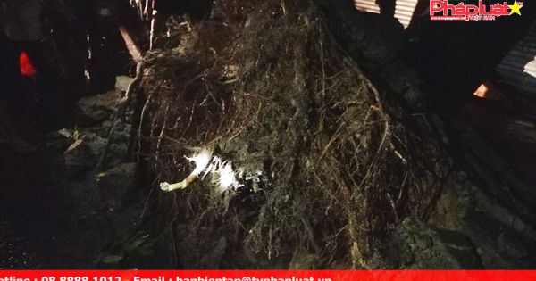 Thủ Đức sau cơn mưa lớn hàng chục cây đổ ngã