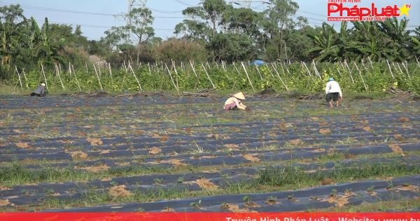 Người miền tây bỏ quê lên thành phố làm rẫy