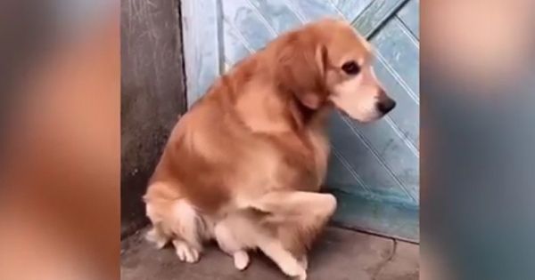 Chó mẹ ôm chặt con không buông vì sợ chủ đem bán