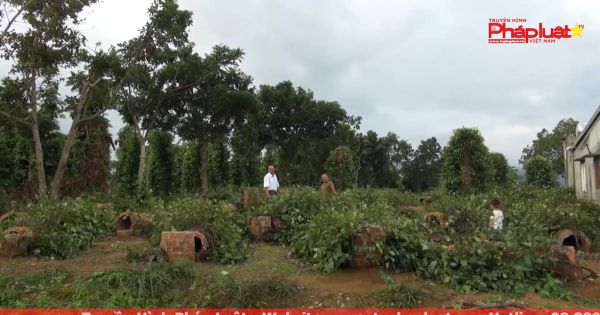 Đăk Lăk thiệt hại nhiều diện tích tiêu do mưa lớn kéo dài.