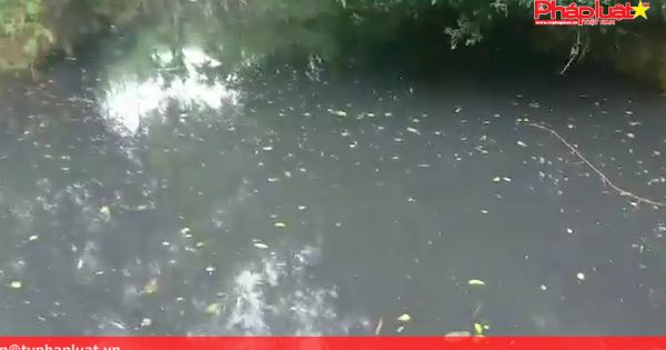 Nhà máy chế biến gỗ thải nước đen ngòm ra môi trường