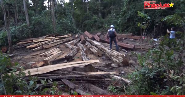 Đăk Lăk: Vụ phá rừng lớn ở lâm phần Chư Phả huyện Ea H'leo