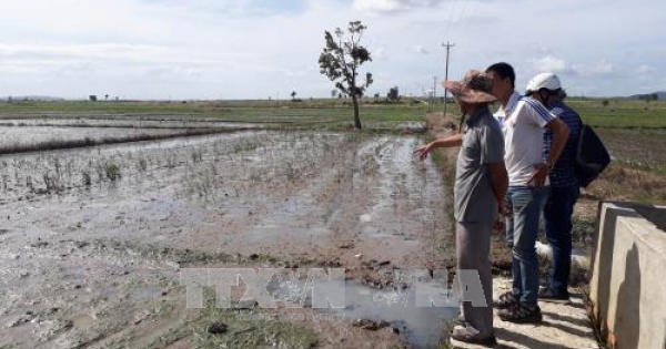 Gia Lai: Nhà máy tinh bột sắn xả thải gây ô nhiễm môi trường