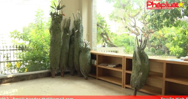 Người dân chi tiền triệu để săn cây thông noel thật từ Đan Mạch