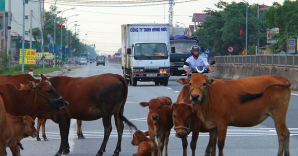 Điểm báo 13/12/2017: Hà Tĩnh: Chủ tịch Huyện đề nghị làm cầu vượt cho bò đi