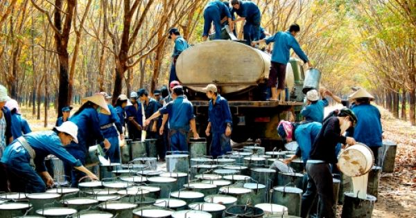 Khởi tố cựu Chủ tịch Tập đoàn Cao su Việt Nam và 4 cán bộ