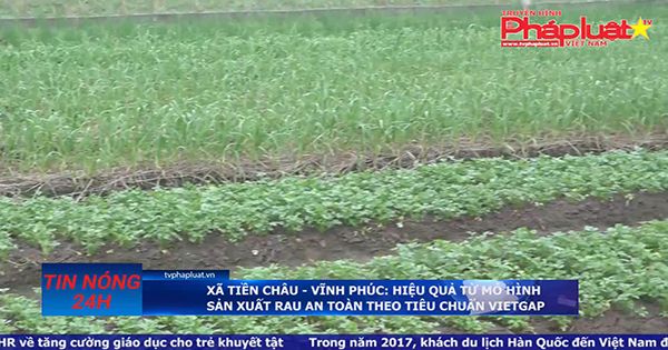 Tiền Châu – Vĩnh Phúc: Hiệu quả từ mô hình sản xuất rau an toàn theo tiêu chuẩn VietGap