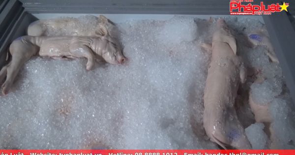 Bắt quả tang gần 1,3 tấn heo sữa không rõ nguồn gốc đang chuẩn bị tuồn ra thị trường