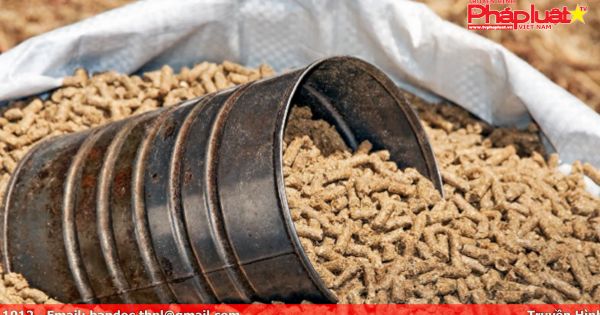 Lợn, gà ăn “đạm giả”, thịt nhiễm độc gây bệnh thận cho người