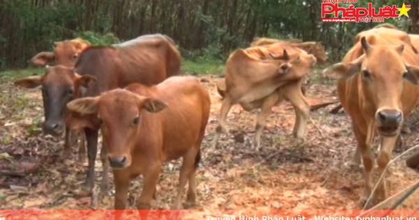 Quảng Ngãi: chỉ đạo lo phòng chống đói rét cho gia súc, gia cầm trước rét hại