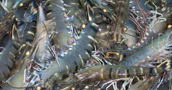 Bạc Liêu: Phát hiện hơn 9 tấn tôm nguyên liệu chứa tạp chất