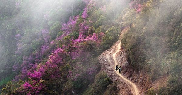 Mù Cang Chải rực sắc đào nở sớm