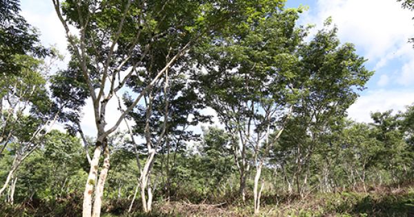 Lão nông cất giữ “kho báu” ngàn tỷ dưới chân thung lũng heo hút