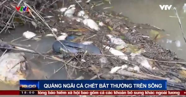 Cá chết bất thường ở Quảng Ngãi, vịt ăn phải cũng... chết theo