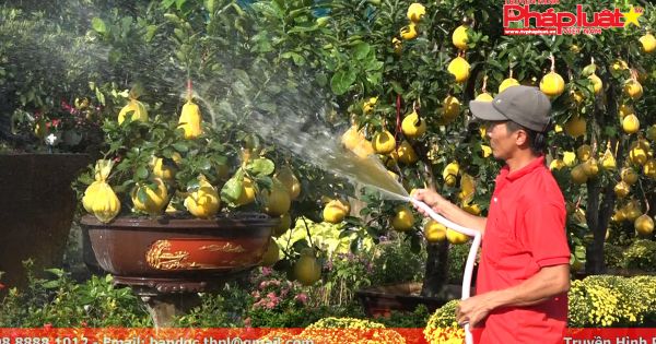 Bưởi cảnh “trăm quả” đổ về TP HCM trước Tết nguyên đán