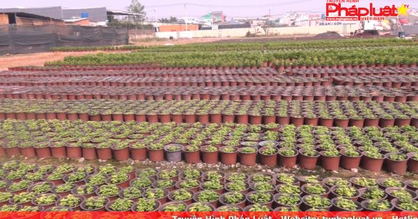 Làng hoa ven Sài Gòn chuẩn bị 