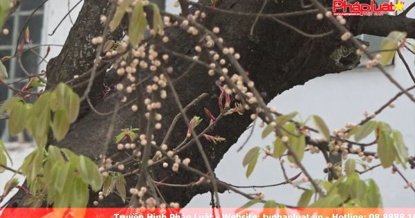 TP HCM cây sộp trăm tuổi trổ lộc kì lạ trong ngôi miếu cổ