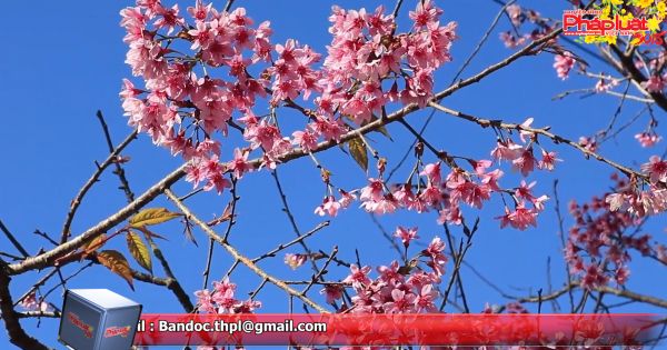 Du khách đổ về Đà Lạt ngắm hoa Anh Đào đồng loạt nở rộ