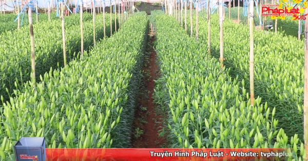 Đà Lạt: Nhà vườn trồng hoa tết lo lắng vì thời tiết diễn biến thất thường