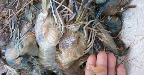 Hà Nội: Bắt quả tang cơ sở đang bơm 