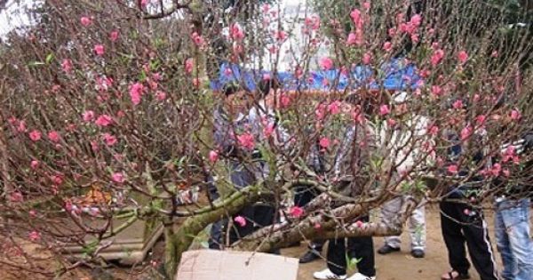 Điểm báo 31/01/2018: Dân buôn đào hét giá cao ngất