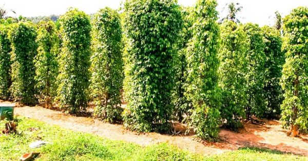 Lập sàn giao dịch để kiểm soát giá hồ tiêu