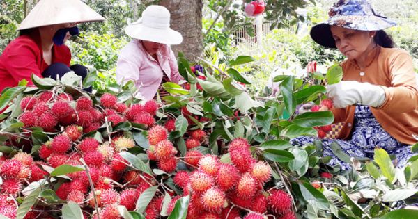 Điểm báo 06/02/2018: Chôm chôm nghịch vụ rẻ như bèo