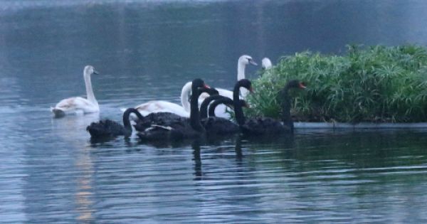 Thiên nga vừa thả xuống Hồ Gươm ban ngày, đã bắt đi ban đêm