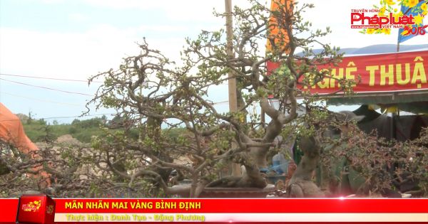 Mãn nhãn Mai vàng Bình Định