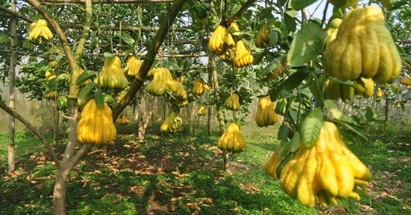Phật thủ chín sớm, quả đẹp giá 2 triệu, người trồng lo thất thu