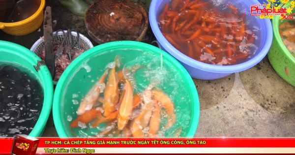TP HCM: Cá chép tăng giá mạnh trước ngày tết ông công, ông táo