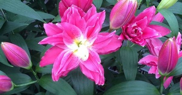 Giới thượng lưu “săn lùng” những loại hoa lạ về chơi Tết